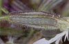 Hadena albimacula: L3-larva [S]