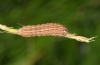 Mythimna albipunctata: Half-grown larva (Upper Rhine 2011) [S]