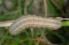Mythimna albipunctata: Larva (eastern Swabian Alb, Southern Germany) [S]