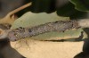Catephia alchymista: Half-grown larva (eastern Spain, Teruel, Sierra de Albarracin, late August 2013) [M]