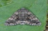 Catephia alchymista: Adult (e.l. east Spain, Teruel, larva in late August 2013) [S]