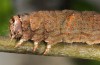 Allophyes alfaroi: Larva (e.l. rearing, SW-Spain, Cadiz, Puerto de Galiz, late March 2019) [S]