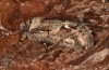 Allophyes alfaroi: Adult (e.l. rearing, Spain, Cadiz, Puerto de Galiz, larva in late March 2019) [S]