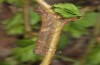 Allophyes alfaroi: Half-grown larva in the penultimate instar (e.l. rearing, SW-Spain, Cadiz, Puerto de Galiz, early March 2010) [S]