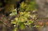 Cryphia algae: Der Kokon ist hervorragend getarnt (e.l. Ostalb 2012) [S]