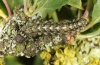 Cryphia algae: Larva (eastern Swabian Alb, Southern Germany, early June 2012) [M]