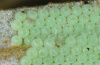 Lacanobia aliena: Egg batch on the lower surface of a seabuckthorn leaf (Hautes-Alpes, Durance, early July 2012) [M]