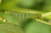 Lacanobia aliena: Jungraupe (e.o. Hautes-Alpes 2012) [S]