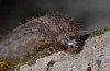 Hoplodrina ambigua: Larva (S-France, Sisteron, April 2013) [M]