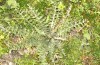 Eublemma amoena: Larvalhabitat: besiedelte Onopordum-Rosette (Nordgriechenland, Livera bei Kozani, Anfang April 2025) [N]