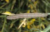 Autophila anaphanes: Larva (Samos, Neochori, May 2014) [M]
