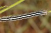 Omphalophana anatolica: Larva (Central Greece, Delphi, early May 2016) [N]