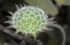 Omphalophana anatolica: Raupennahrungspflanze (Mittelgriechenland, Delphi, Anfang Mai 2016) [N]