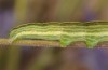 Omphalophana anatolica: Raupe (Mittelgriechenland, Delphi, Anfang Mai 2016) [N]