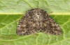 Apamea anceps: Falter (e.l. Spiekeroog, Raupe Mitte März 2024) [S]