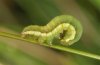 Stilbia anomala: Half-grown larva in February [M]