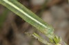Omphalophana antirrhinii: Larva (E-Austria, Lower Austria, Steinfeld, late June 2018) [N]