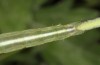 Omphalophana antirrhinii: Larva (E-Austria, Lower Austria, Steinfeld, late June 2018) [N]