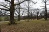 Dichonia aprilina: Such oak-rich park-like areas also belong to the habitat range of the species (Stuttgart, spring 2009) [N]