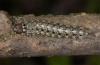 Dichonia aprilina: Half-grown larva [S]