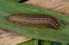 Apamea aquila: Larva after the hibernation [S]