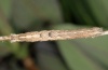 Xylocampa areola: Half-grown larva (e.l. Massif Ste. Victoire, Provence, 2011) [S]