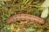 Polymixis argillaceago: Larva (e.l. rearing, Spain, Albacete, Pedro Andres, larva in early April 2025) [S]