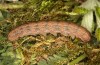 Polymixis argillaceago: Larva (e.l. rearing, Spain, Albacete, Pedro Andres, larva in early April 2025) [S]