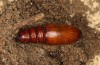 Polymixis argillaceago: Pupa (e.l. rearing, Spain, Albacete, Pedro Andres, larva in early April 2025) [S]