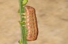 Polymixis argillaceago: Larva (e.l. rearing, Spain, Albacete, Pedro Andres, larva in early April 2025) [S]