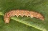 Polymixis argillaceago: Larva (e.l. rearing, Spain, Albacete, Pedro Andres, larva in early April 2025) [S]