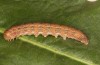 Polymixis argillaceago: Larva (e.l. rearing, Spain, Albacete, Pedro Andres, larva in early April 2025) [S]