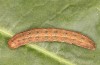 Polymixis argillaceago: Larva (e.l. rearing, Spain, Albacete, Pedro Andres, larva in early April 2025) [S]