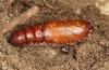 Polymixis argillaceago: Pupa (e.l. rearing, Spain, Albacete, Pedro Andres, larva in early April 2025) [S]