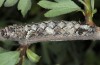 Allophyes asiatica: Larva (Samos, Karvouni, May 2014) [S]