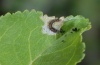 Cilix asiatica: Young larva (Olympus, early August 2012) [N]