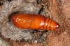 Caradrina aspersa: Pupa (e.o. Bulgaria, Prin, Orelek, female in late July 2013) [S]