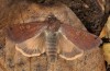 Noctua atlantica: Männchen, vermutlicher Hybrid mit N. pronuba, Flügel künstlich geöffnet (e.l. Sao Miguel 2013) [S]