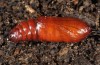 Noctua atlantica: Pupa (e.l. Saint Miguel, Monte Escuro, December 2013) [S]