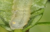 Trachea atriplicis: Half-grown larva with eggs of a parasitoid (Tachinidae) (Upper Rhine valley, September 2012) [N]