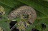 Graphiphora augur: Half-grown larva [S]