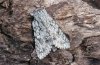 Acronicta auricoma: Adult [S]