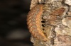 Xestia baja: Larva (eastern Swabian Alb, Southern Germany 2011) [S]