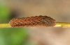 Xestia baja: Young larva (eastern Swabian Alb, Southern Germany, October 2011) [S]