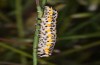 Cucullia balsamitae: Larva in the last instar (Hungary, Dabas, mid-August 2019) [S]