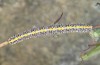 Cucullia balsamitae: Half-grown larva in the penultimate instar (e.l. Hungary, Dabas, young larva in late July 2020) [S]