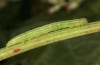 Deltote bankiana: Larva (N-Germany, Sachsen-Anhalt, Kuhfelde, late August 2020) [S]