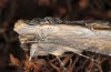 Cucullia barthae: Adult (e.l. rearing, Cyprus, Paphos, river Dhiarizos near Mamonia, larva in mid-April 2017) [S]