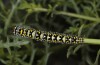 Cucullia barthae: Larva (Cyprus, Paphos, river Dhiarizos near Mamonia, mid-April 2017) [N]