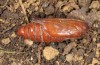 Cucullia barthae: Pupa (Cyprus, Paphos, river Dhiarizos near Mamonia, larva in mid-April 2017) [S]